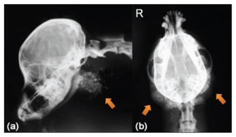 Abnormal Changes In Both Mandibular Salivary Glands In A Dog Non