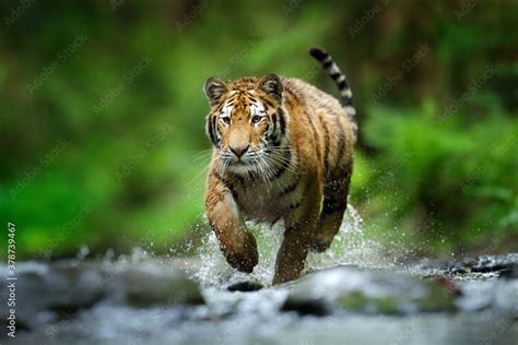 Tiger Running In The Water Siberia Dangerous Animal Tajga Russia