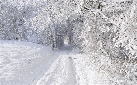 Nature Landscapes Winter Snow Snowing Snowflake Snowfall Roads Trees Forest Storm