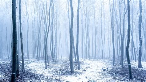 Snow Covered Trunk Forest With Fog 4k Hd Winter Wallpapers Hd