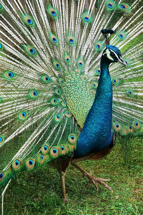 Top 999 Wallpaper Peacock Images Amazing Collection Wallpaper Peacock Images Full 4k