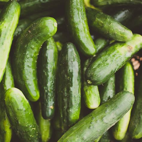 Maybe you would like to learn more about one of these? Cucumbers — Second Nature Farm