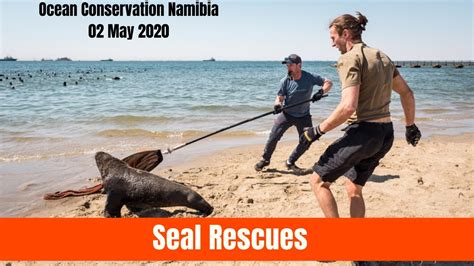 6 Seals Rescued Youtube
