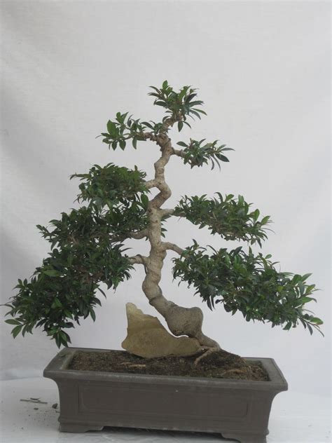 What are pruning shears used for? ShoChiku Bai Bonsai Club: JUNE 2013: CURRENT BONSAI TREES ...
