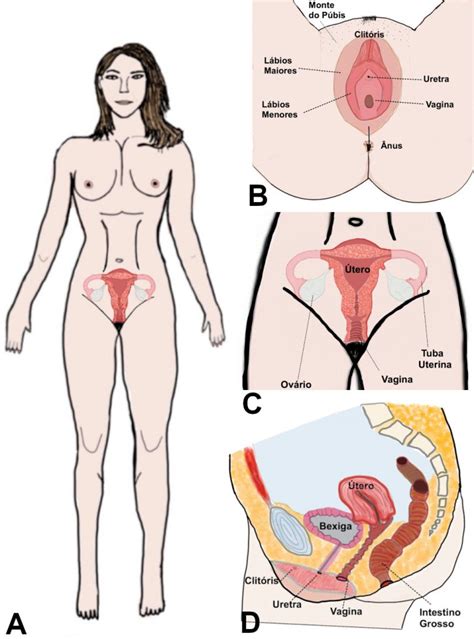 Sistema Reprodutor Feminino Histologia De Rg Os E Sistemas 61596 Hot
