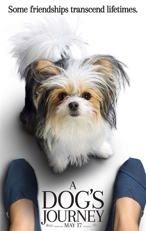 A TEAR-JERKING SEQUEL ON EMPATHY AND PERSEVERANCE FILM REVIEW ON A DOG