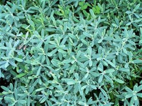 See more ideas about ice plant, plants, succulents. Andromeda polifolia 'Blue Ice' Bog Rosemary from Quackin ...