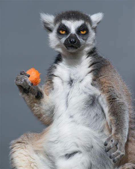 Ring Tailed Lemur Eating Carrot A Ring Tailed Lemur Eats Its Lunch At
