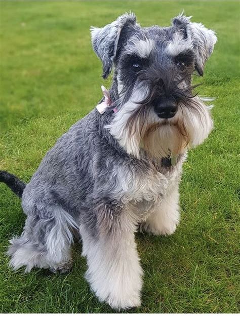 Female Mini Schnauzer Mini Schnauzer Schnauzer Breed Best Dog Breeds