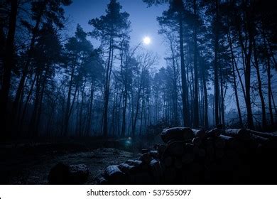 어두운 밤의 숲 스톡 사진 537555097 Shutterstock