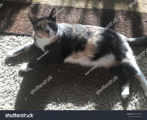 Diluted Calico Cat Sunbathing Inside Stock Photo 671672461 Shutterstock