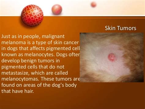 Early Skin Cancer In Dogs