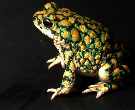 Sonoran Green Toad Alchetron The Free Social Encyclopedia