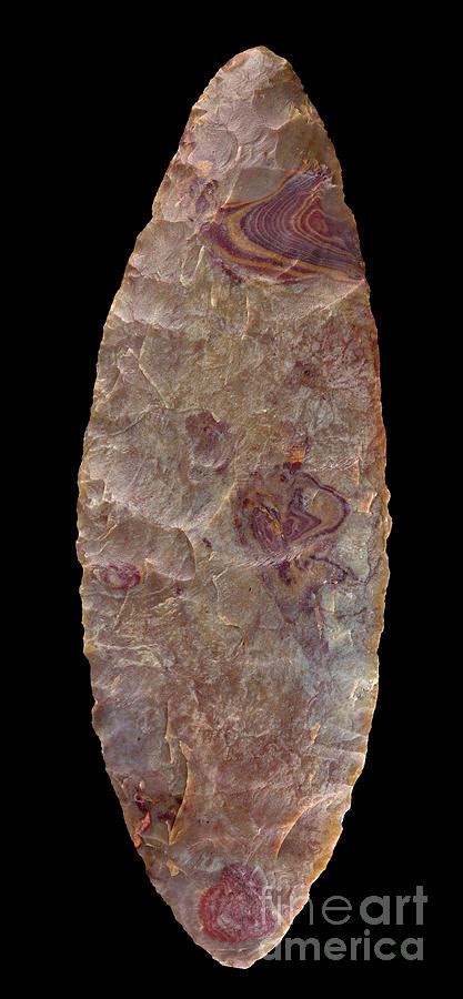 Neolithic Fossil Human Photograph By Pascal Goetgheluck Science Photo