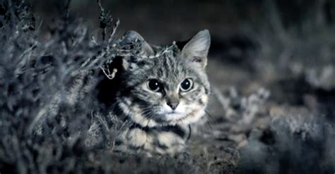 Meet The Deadliest Cat On Earth The Rainforest Site Blog