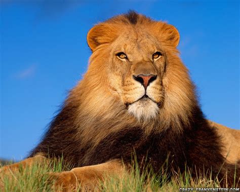 Lion Brave Animal Wallpapers 1280x1024 Fondo De Pantalla 207