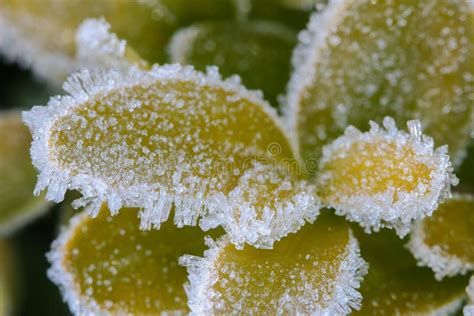 Ice Crystals Forming On Green Leaves Stock Image Image Of Natural