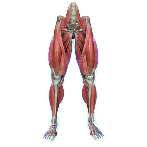 Human Leg Muscle Anatomy Medical Edition D Model Leg Anatomy