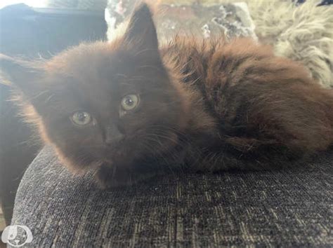 Maine Coon X Norwegian Forest Kittens In Basildon On Freeads