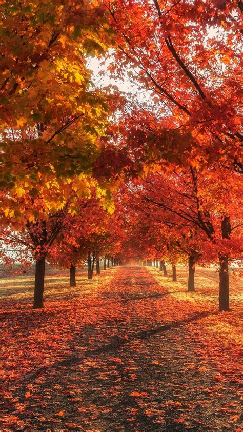 20 Fall Wallpaper Phone Backgrounds Hd For Iphone Android Mobile Lock