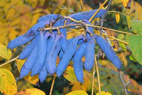 Blue Sausage Fruit Decaisnea Fargesii Shrub Seeds Fast