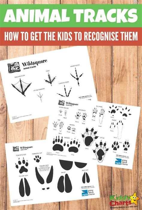 Animal Tracks How To Get Your Kids To Recognise Them With The Rspb
