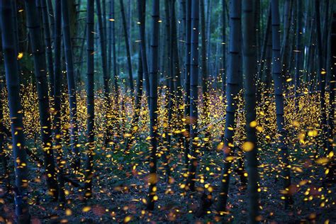 Skilled Photographers Capture Japans Gorgeous Summer Firefly Phenomenon