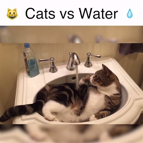 Cats Vs Water Water 1 Cats O 😾 🙀 😹 Like Americas Funniest Home
