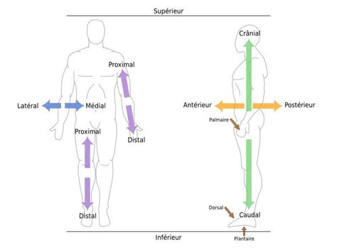 Système De Référence Anatomique Nha Naturolistique