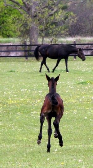 Brown Baby Horse Running On Field Free Image Peakpx