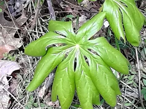 Wild Spring Edibles In Middle Tennessee Middle Tennessee Pinterest