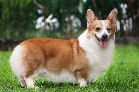 Pembroke Welsh Corgi Puppies For Sale From Reputable Dog
