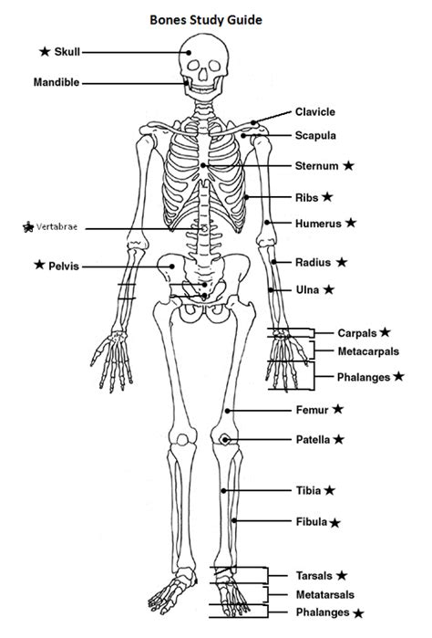 Identifying Human Bones