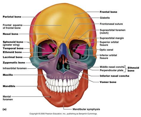 Cranial Bones Orbital Break Down Skeletal System Anat