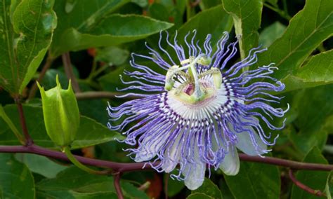 Rooting Passion Flower Cuttings In Water Best Flower Site