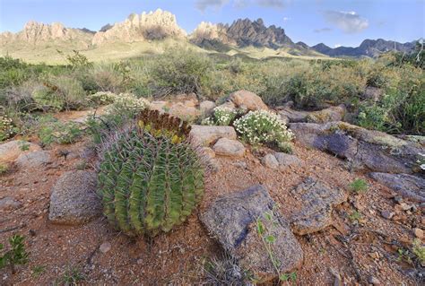 Chihuahuan Desert Flora Flora Desert Cactus Outdoor