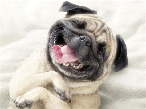 Funny Cute Dog Wallpaper Petswall