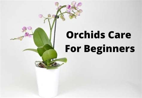 Orchids Care For Beginners Multigardening