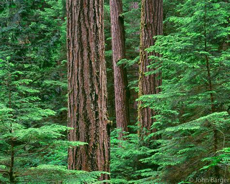 67orcac010 Old Growth Douglas Fir Trees In Spring
