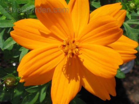 Plantfiles Pictures Common Cosmos Mexican Aster Cosmic Orange