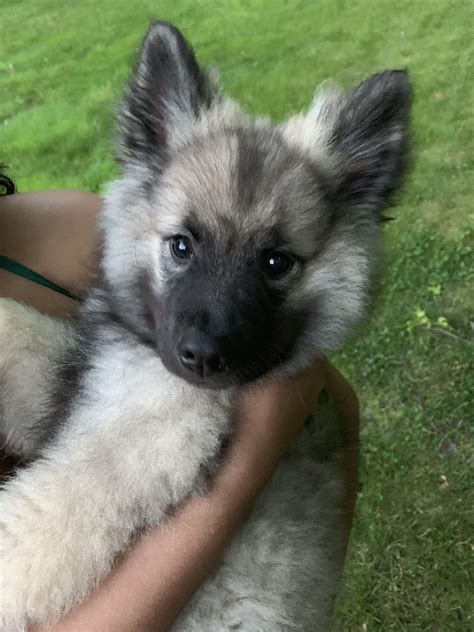 I have a pack of puppy pads because it was suggested to me that i buy some, but i have yet to use any with my puppy because i'm of the opinion that they can do more harm than good. Reddit, I would like you all to meet Milo the Keeshond ...