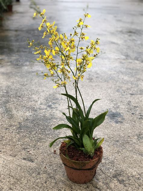 The Dancing Lady Orchid Oncidesa Goldiana Toh Garden Singapore