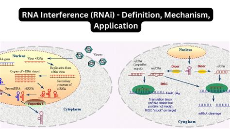 Rna Interference Rnai Definition Mechanism Application