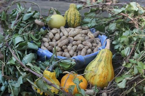 The first peanuts grown in the united states were grown in virginia. Sweet Summer Farm: Growing Peanuts in North Georgia