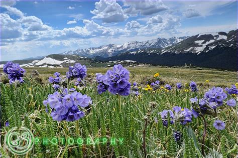 Wildflowers Bloom On The Alpine Tundra Across The Never Summer Mountain