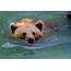Grizzly Bear Swimming In Water · Free Stock Photo