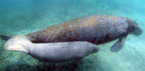 Creating A Network Of Latin American Communities For Manatee