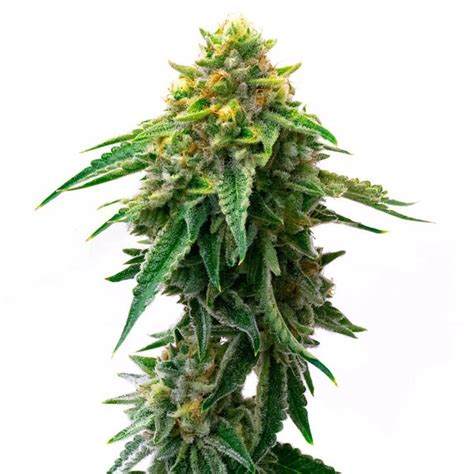 Gorilla Glue 4 Autoflower Seed To Soul Cannabis Seeds