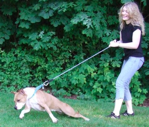 How To Stop A Dog From Pulling Dog Savvy