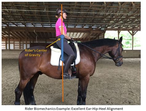 Riding Posture Horse Saddle Comparison